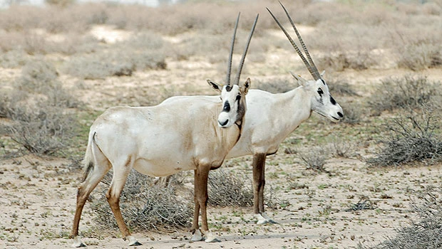 A national animal to be proud of