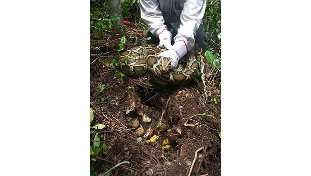Pythons apparently wiping out Everglades mammals