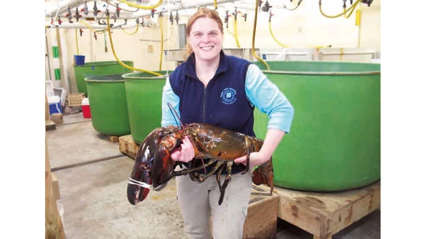 Maine’s biggest lobster released into ocean