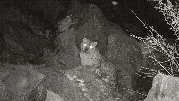 Snow leopards seen in Himalayan conflict region
