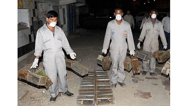 Jeddah municipality steps up drive against rodents