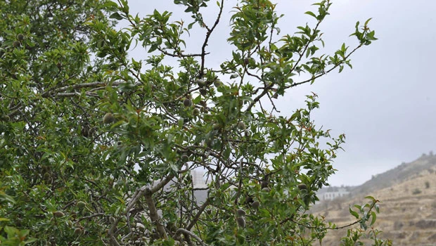 The almond trees of Baha