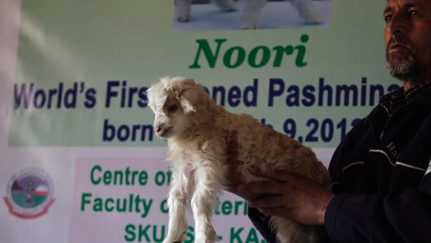 Kashmir scientists clone rare cashmere goat