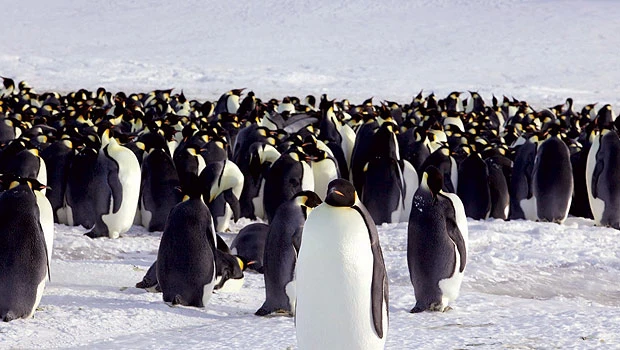 Penguin census through satellite mapping