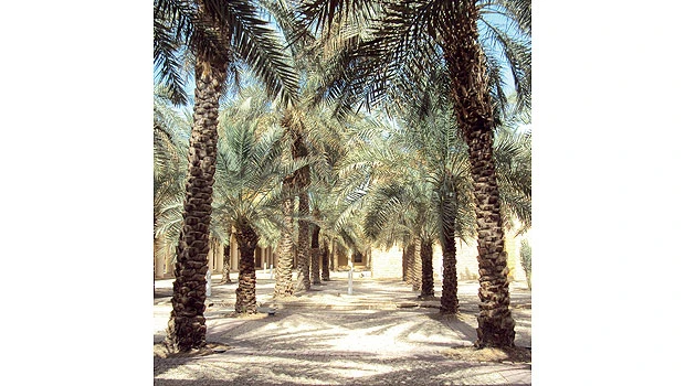 Al-Ahsa Oasis