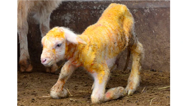 Worm turns sheep clone to 'good' fat — China scientists