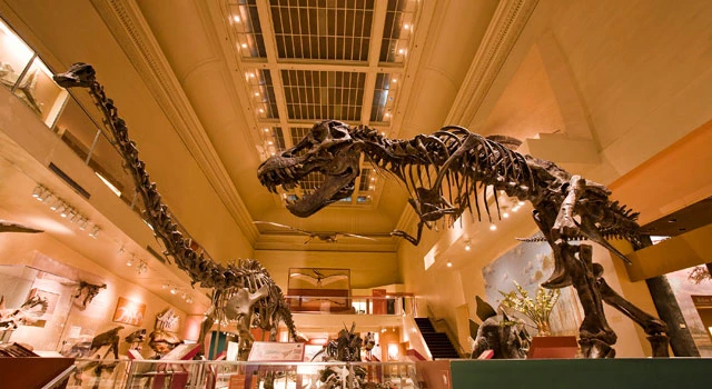 It’s a gas: dinosaur flatulence may have warmed Earth