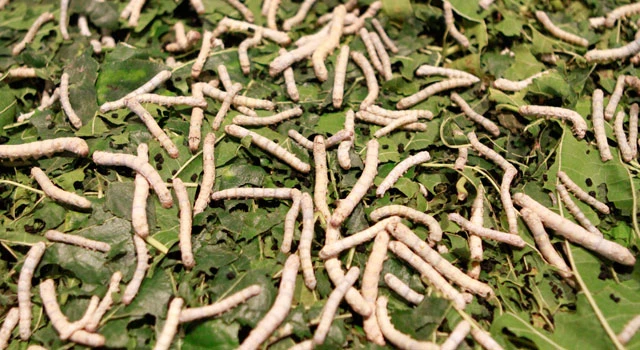 Silkworms and squid inspire smart materials