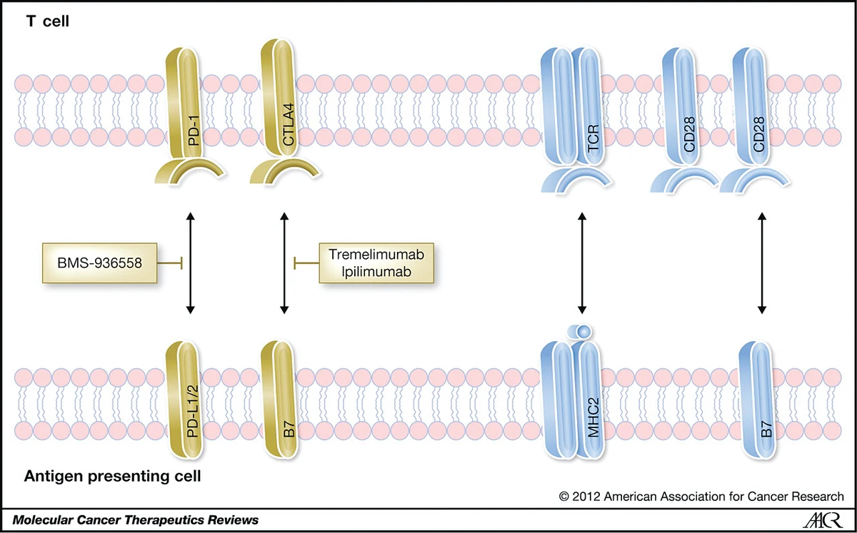Immune boosters show promise against cancer