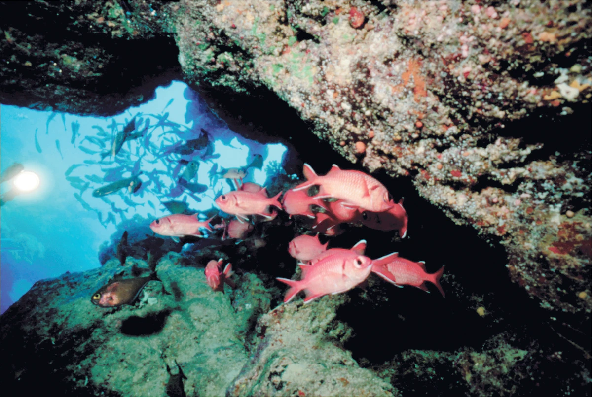 Kingdom set to modernize fishery