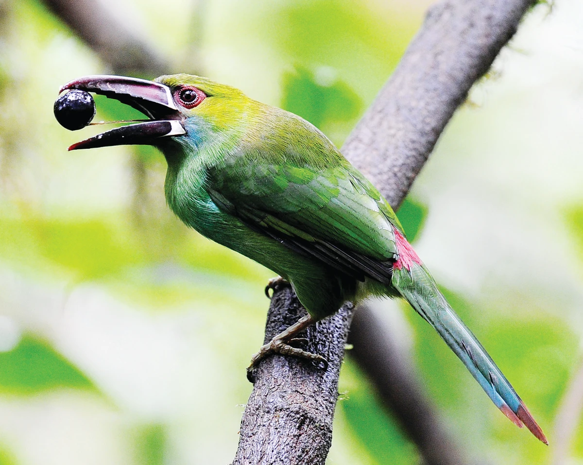 Ex-hunter thrills bird watchers on Ecuador preserve