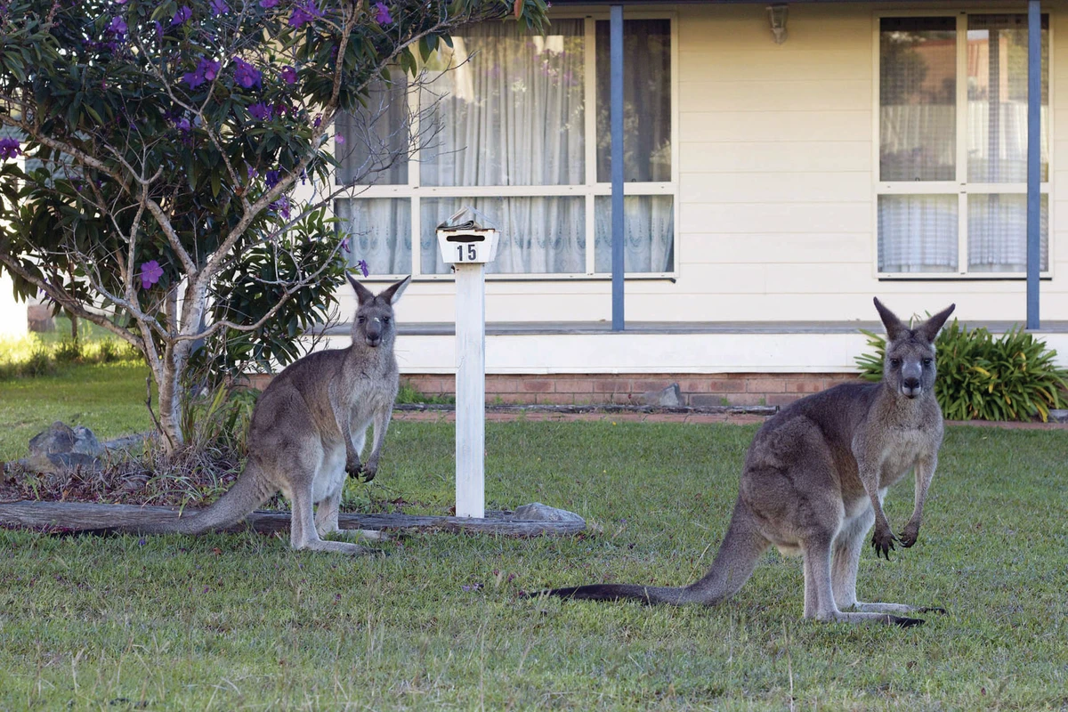 Demonstrators out to deter Australia’s kangaroo cull