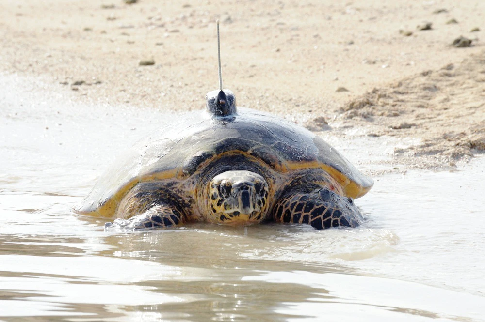 Gulf turtle race begins
