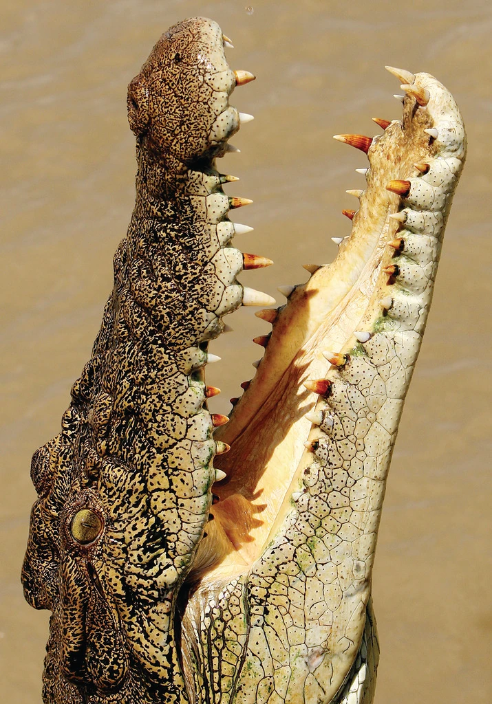 Australia mulls crocodile safari hunts