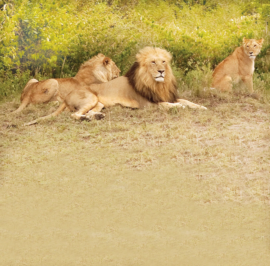 Lions on the loose in Kenyan urban jungle