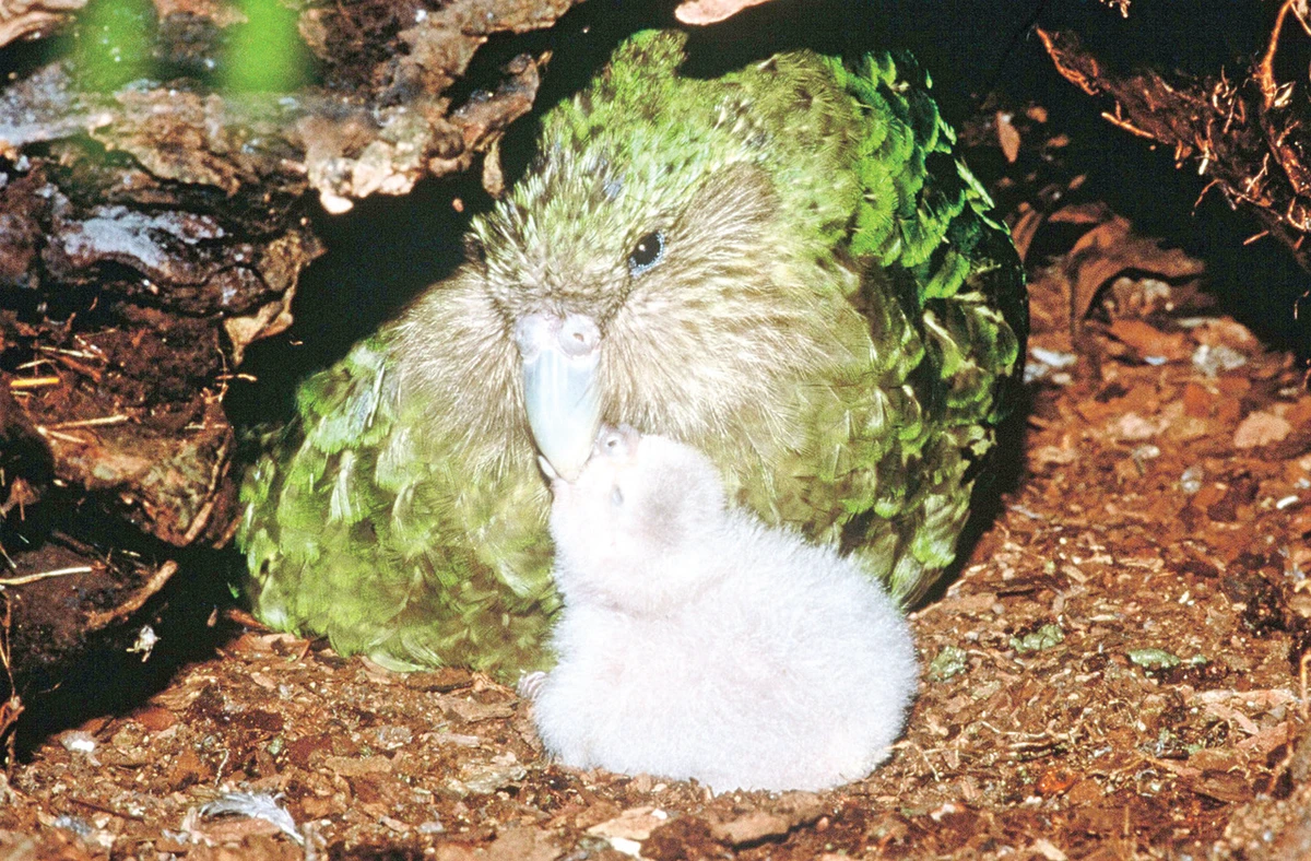 ‘Night parrot’ brought back from brink
