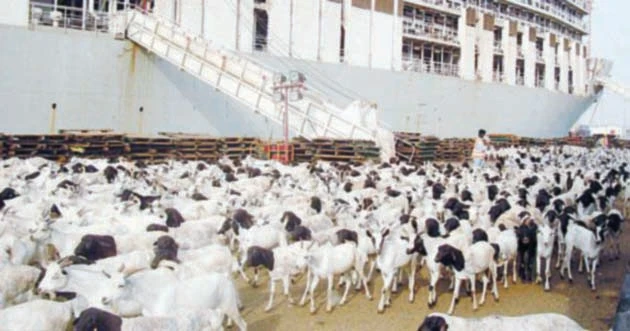 Livestock from Sudan to get costlier