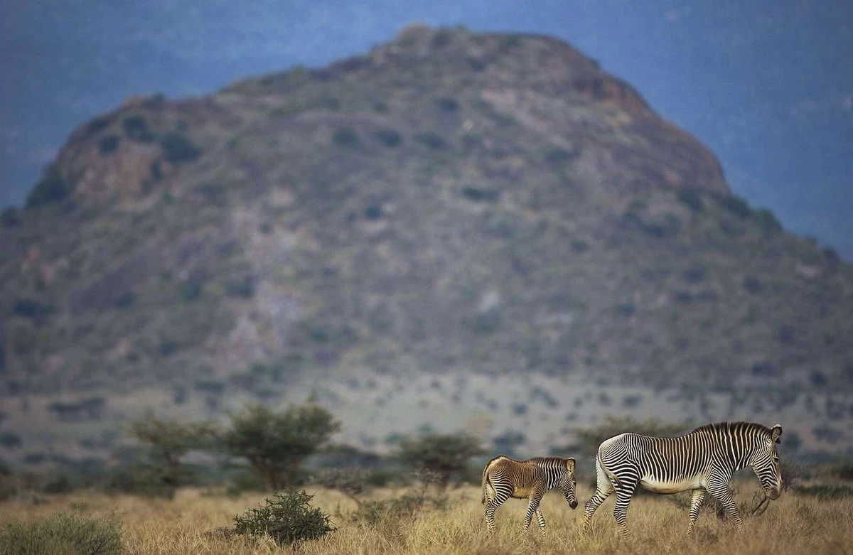 Competition for grazing threatens rare zebra species