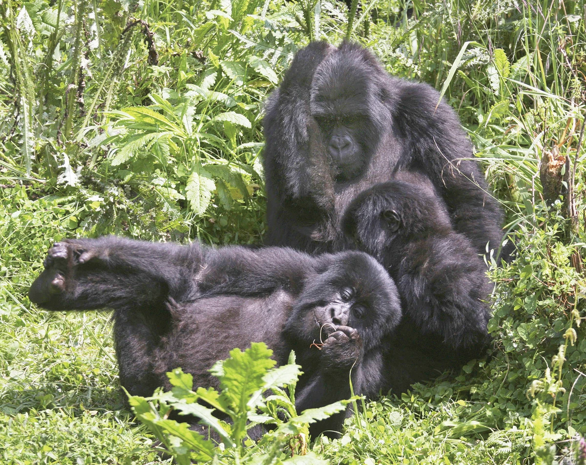Rwanda gorillas prosper despite guerrillas next door