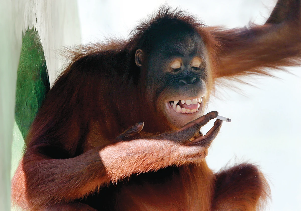 Indonesia to help smoking orangutan kick habit
