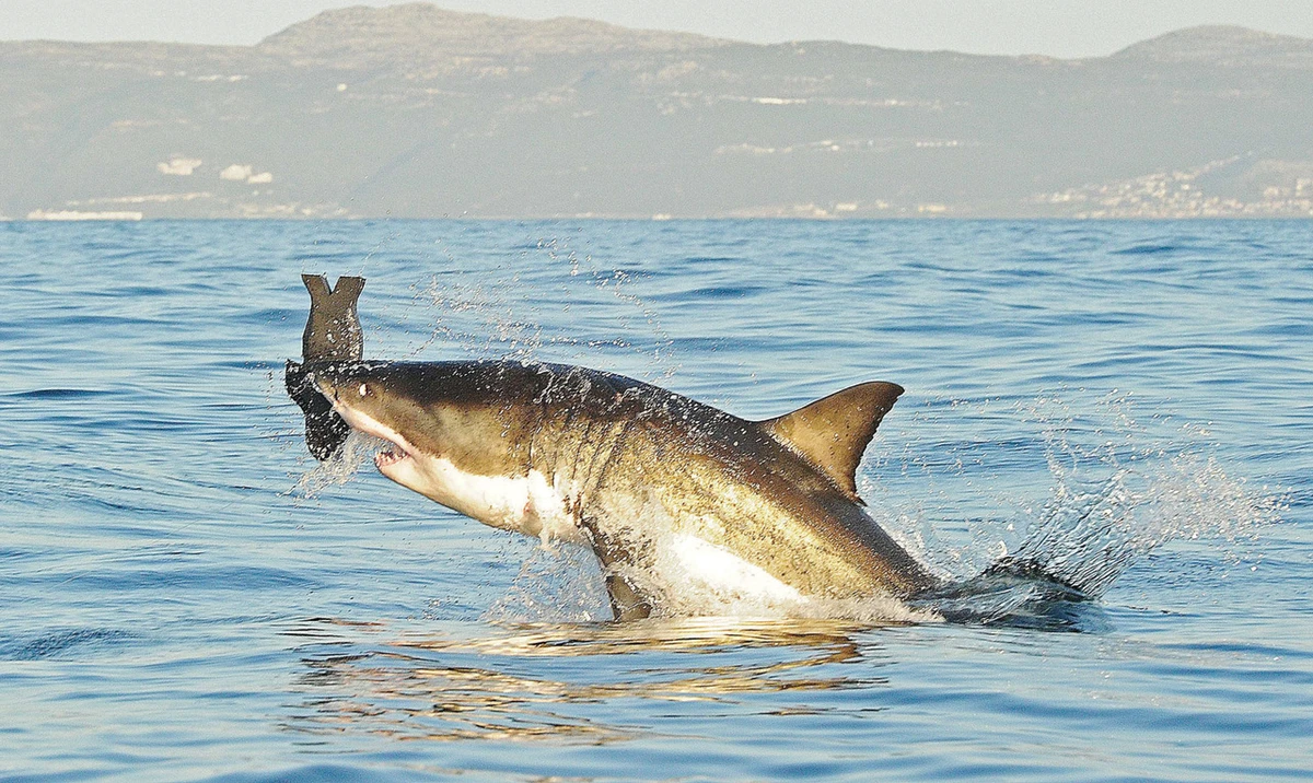 Beware! Sharks are back to ‘Jaws’ beach