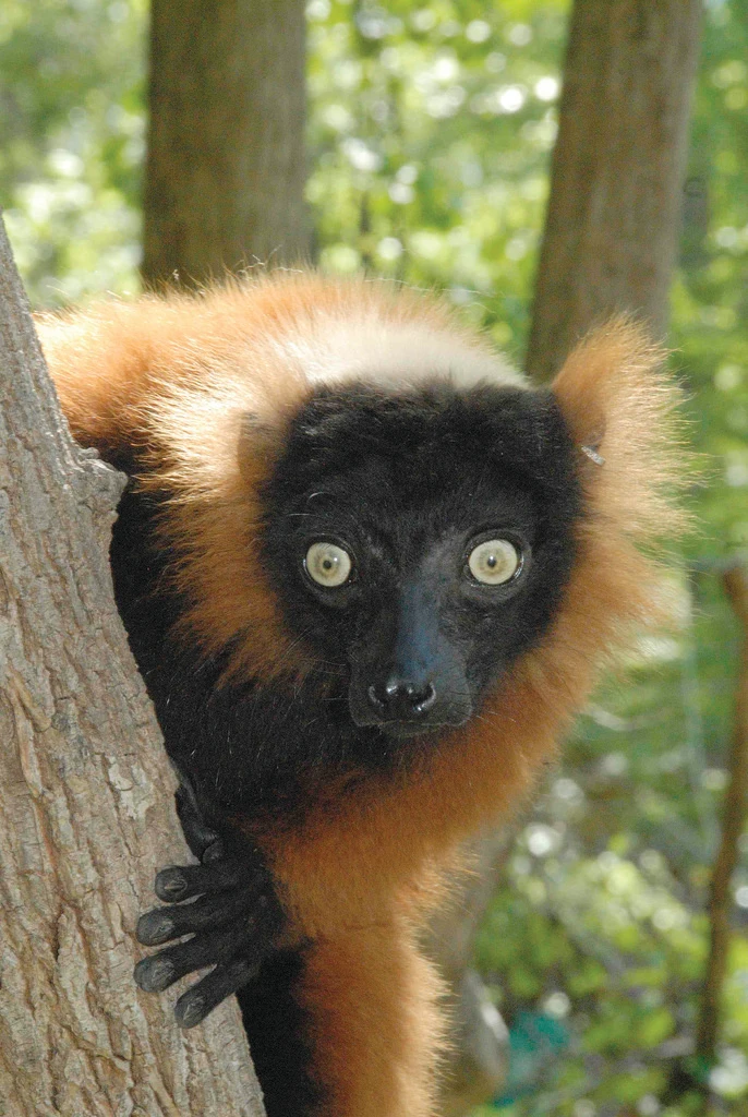 Lemurs the world’s most threatened mammal