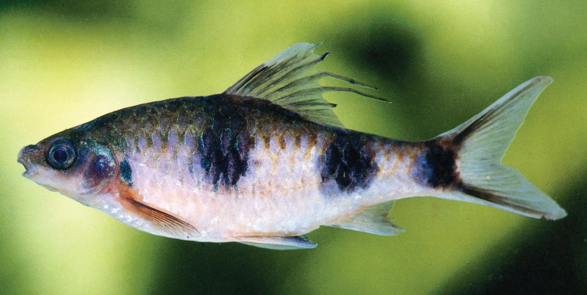 Sri Lankans name new fish genus for atheist Dawkins