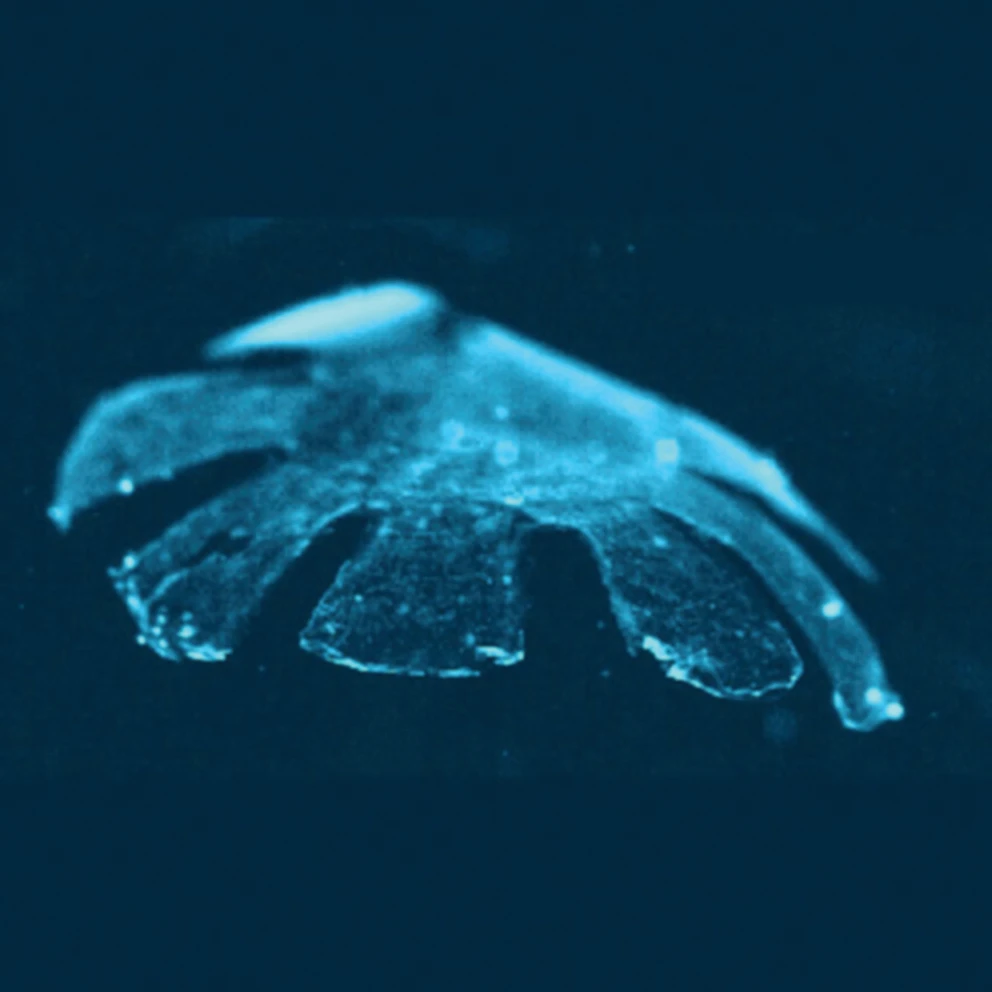 Lab-engineered jellyfish may mend a broken heart