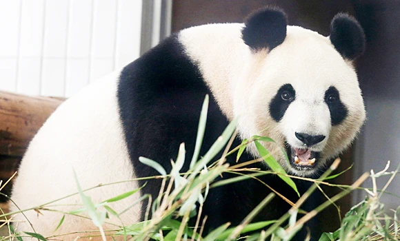Shin Shin the panda gives birth in Tokyo zoo
