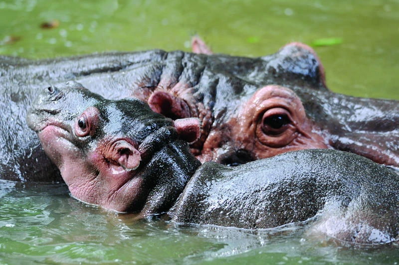 South African residents asked to look out for renegade hippo
