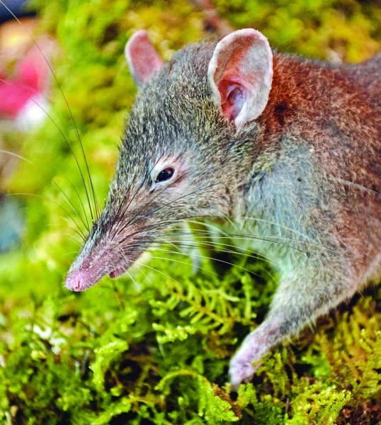Rat that doesn’t gnaw discovered in Indonesia