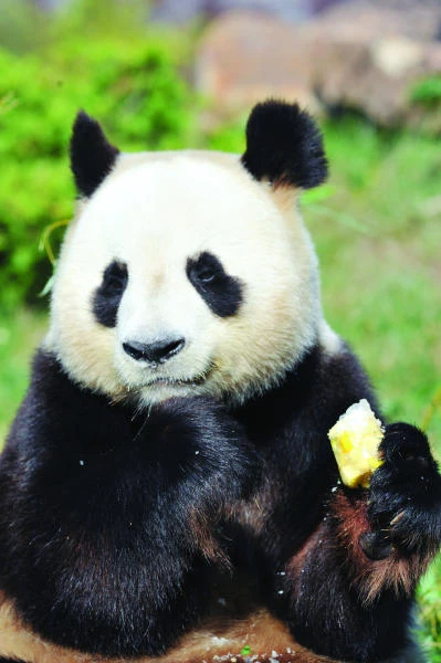 Pandas take rocky road to parenthood