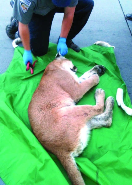Mountain lion caught in Nevada plaza