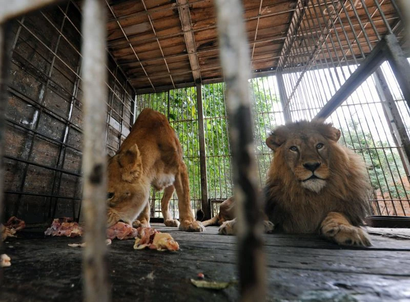 British police call off search for supposed lion