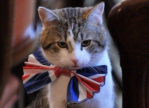 Larry the No10 cat makes a killing