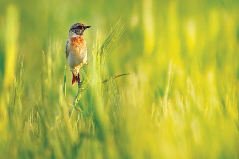 Beauty of nature through the lens