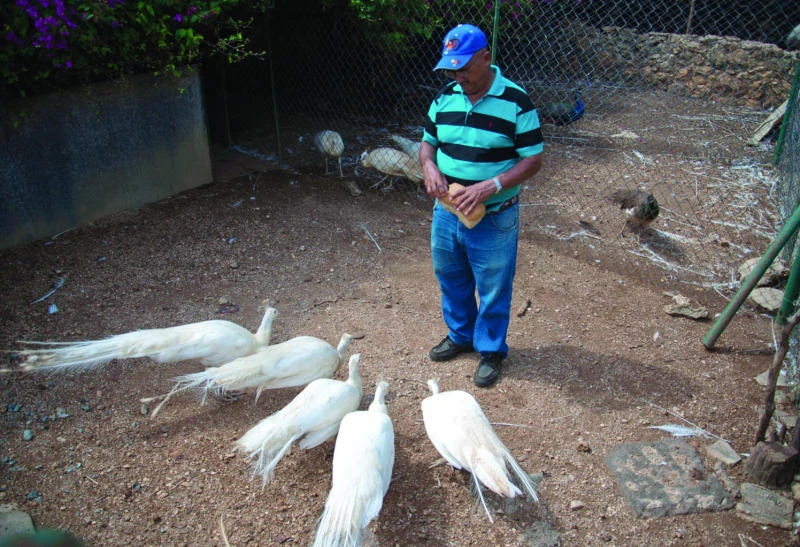 In Havana, birds’ best friend hails retirement role
