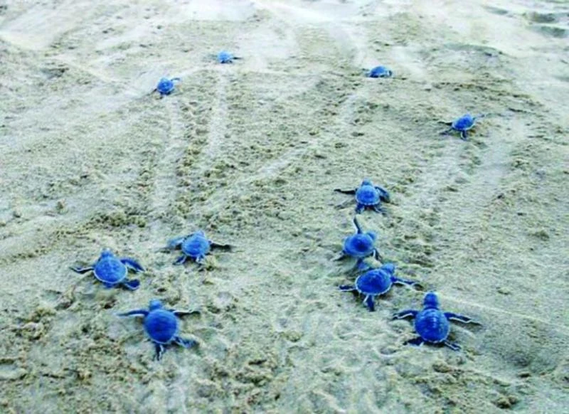 Cyprus beaches: A place called home for turtles