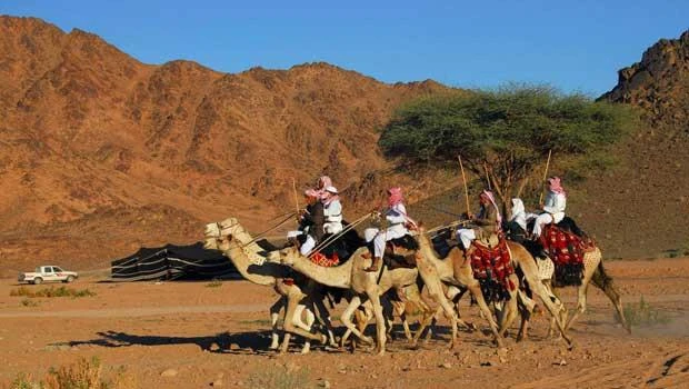 Camel owners plan new club