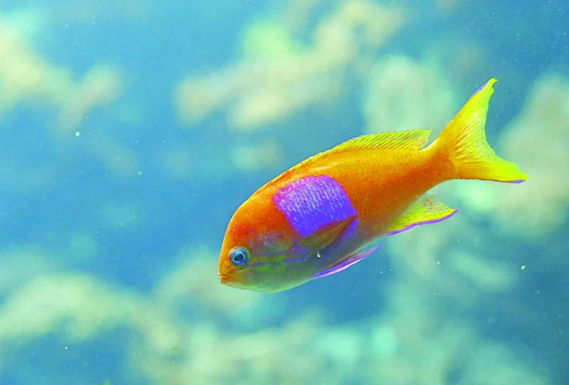 Scaling down: Global warming may shrink fish