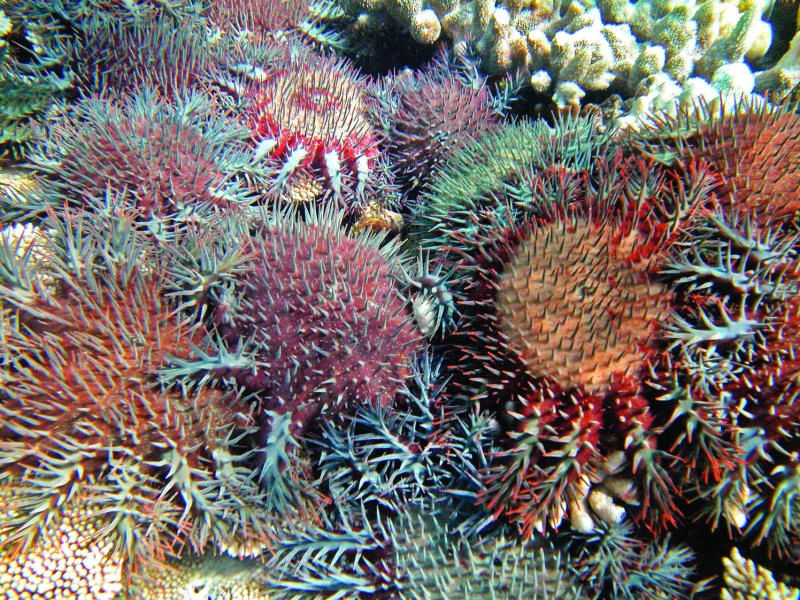 Study: Great Barrier Reef coral halved in 27 years