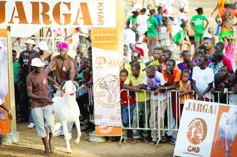 Senegal reality TV show features prettiest sheep