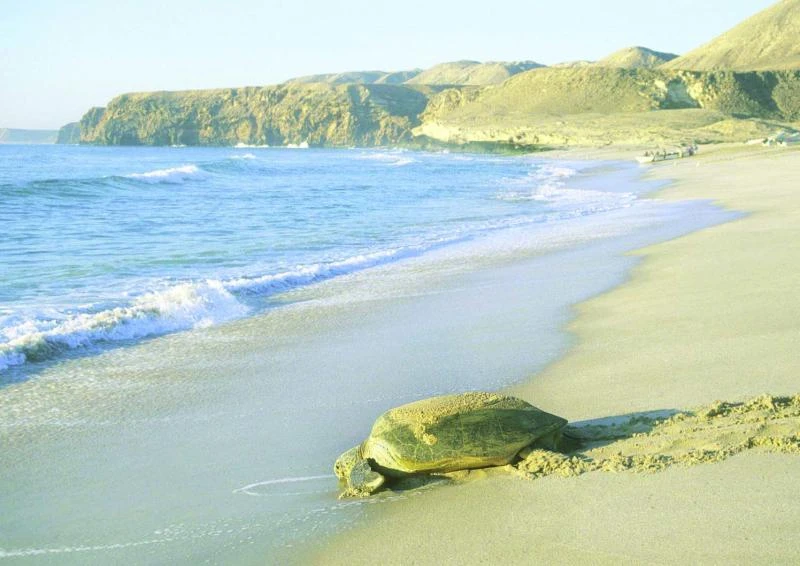 Let’s go and watch turtles nesting!