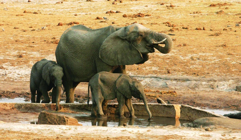 Zimbabwe weighs cost of too many elephants