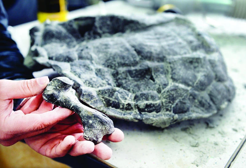 World’s oldest turtle shells stand the test of time