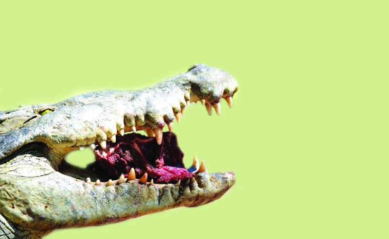 Honduran crocodile farm bets on skins’ glam future