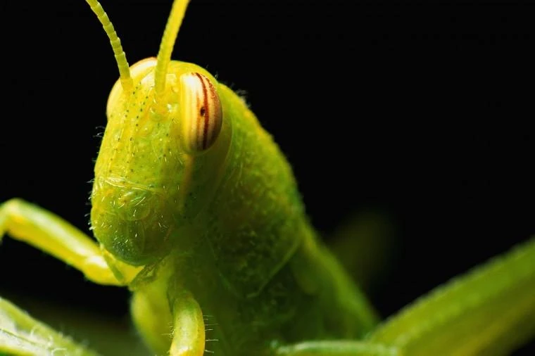 Crickets, worms on menu for Philly museum event