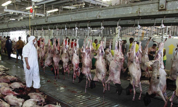 Meat of one million sheep to be distributed
