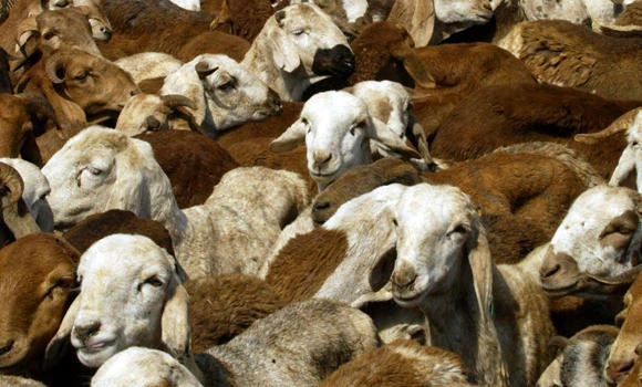 16 million sacrificial meat heads distributed