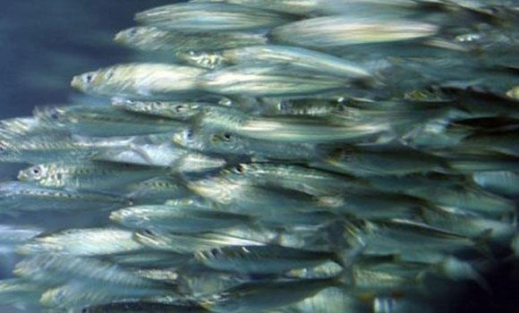 Herring aid: Fish subvert laws of light for camouflage